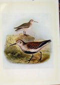 Original Old Antique Print Birds Britain By Dresser Dunlin Color Fine Art