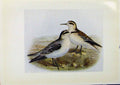 Original Old Antique Print Birds Britain By Dresser Grey Phalarope Red Necked
