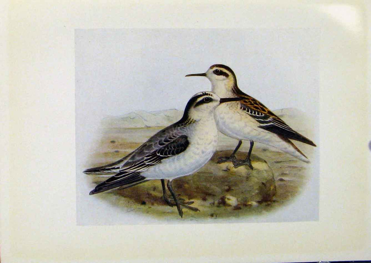 Original Old Antique Print Birds Britain By Dresser Grey Phalarope Red Necked