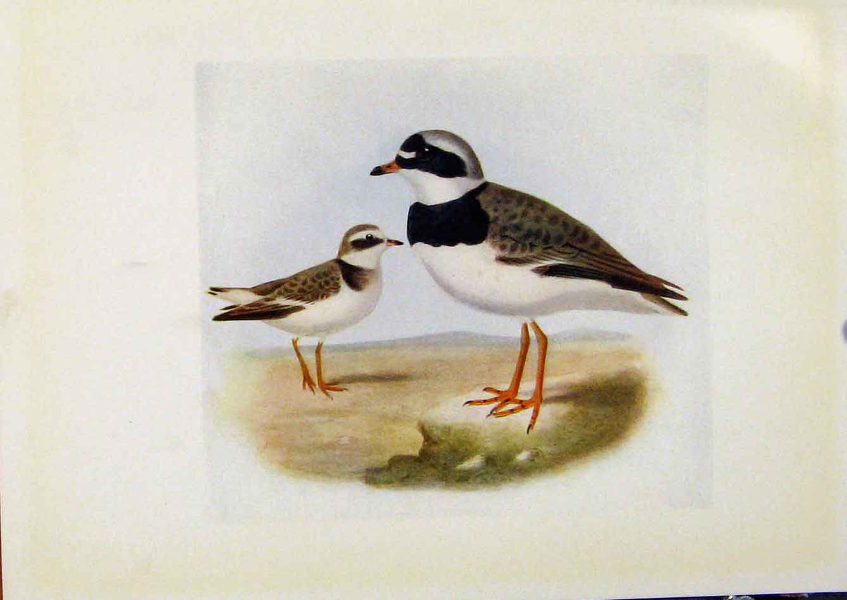 Original Old Antique Print Birds Britain By Dresser Color Ringed Plover