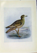 Original Old Antique Print Birds Britain By Dresser Stone Curlew C1907 Color
