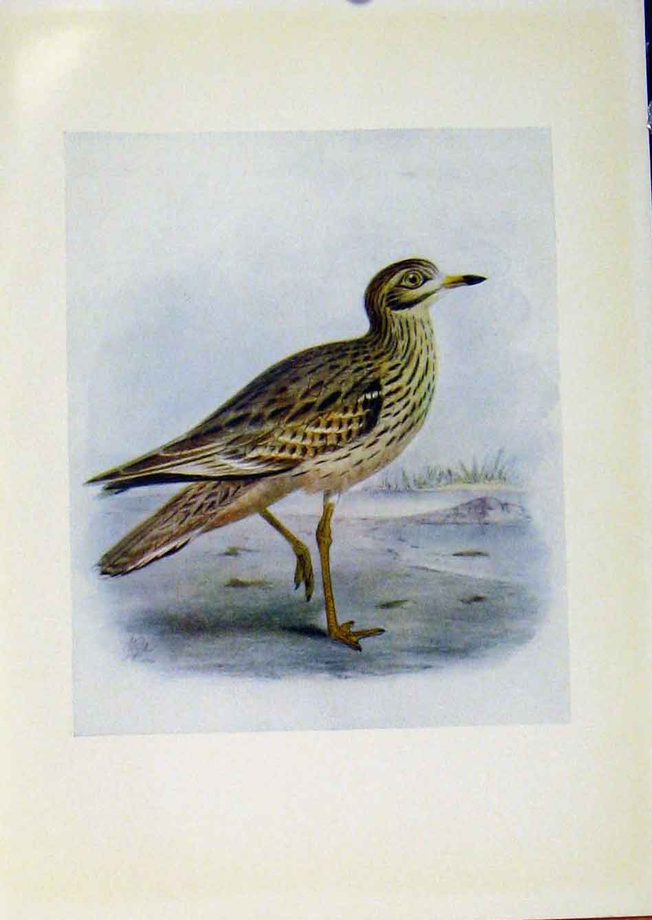 Original Old Antique Print Birds Britain By Dresser Stone Curlew C1907 Color