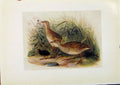 Original Old Antique Print Birds Britain By Dresser Land Rail Color C1907 20th
