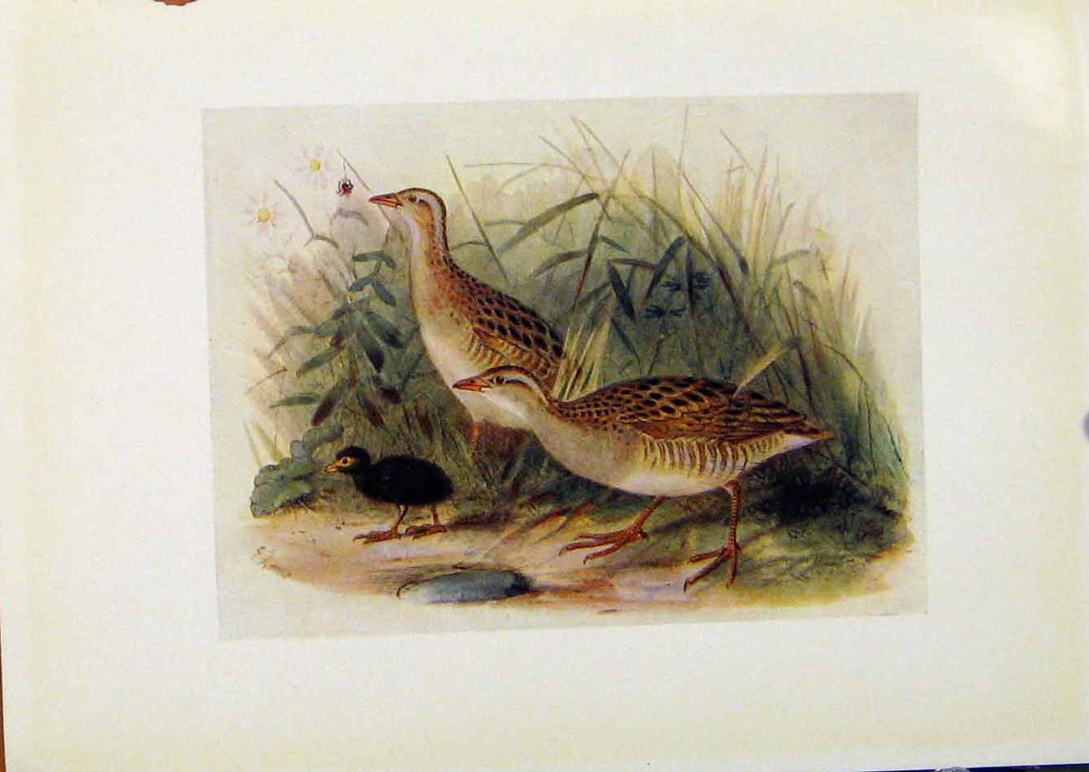 Original Old Antique Print Birds Britain By Dresser Land Rail Color C1907 20th