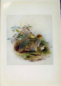 Original Old Antique Print Birds Britain By Dresser Partride Color Fine Art