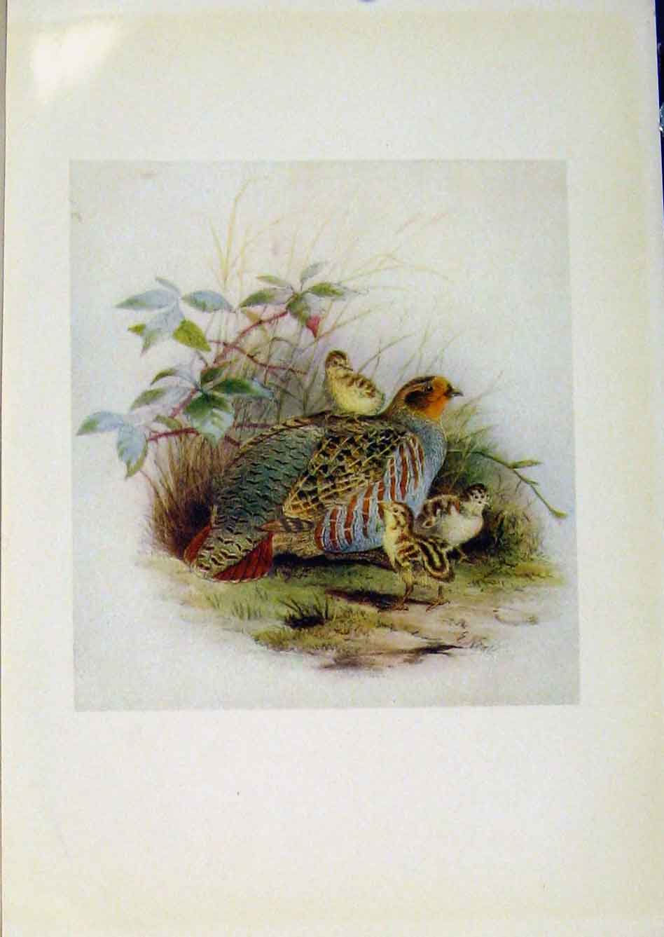 Original Old Antique Print Birds Britain By Dresser Partride Color Fine Art