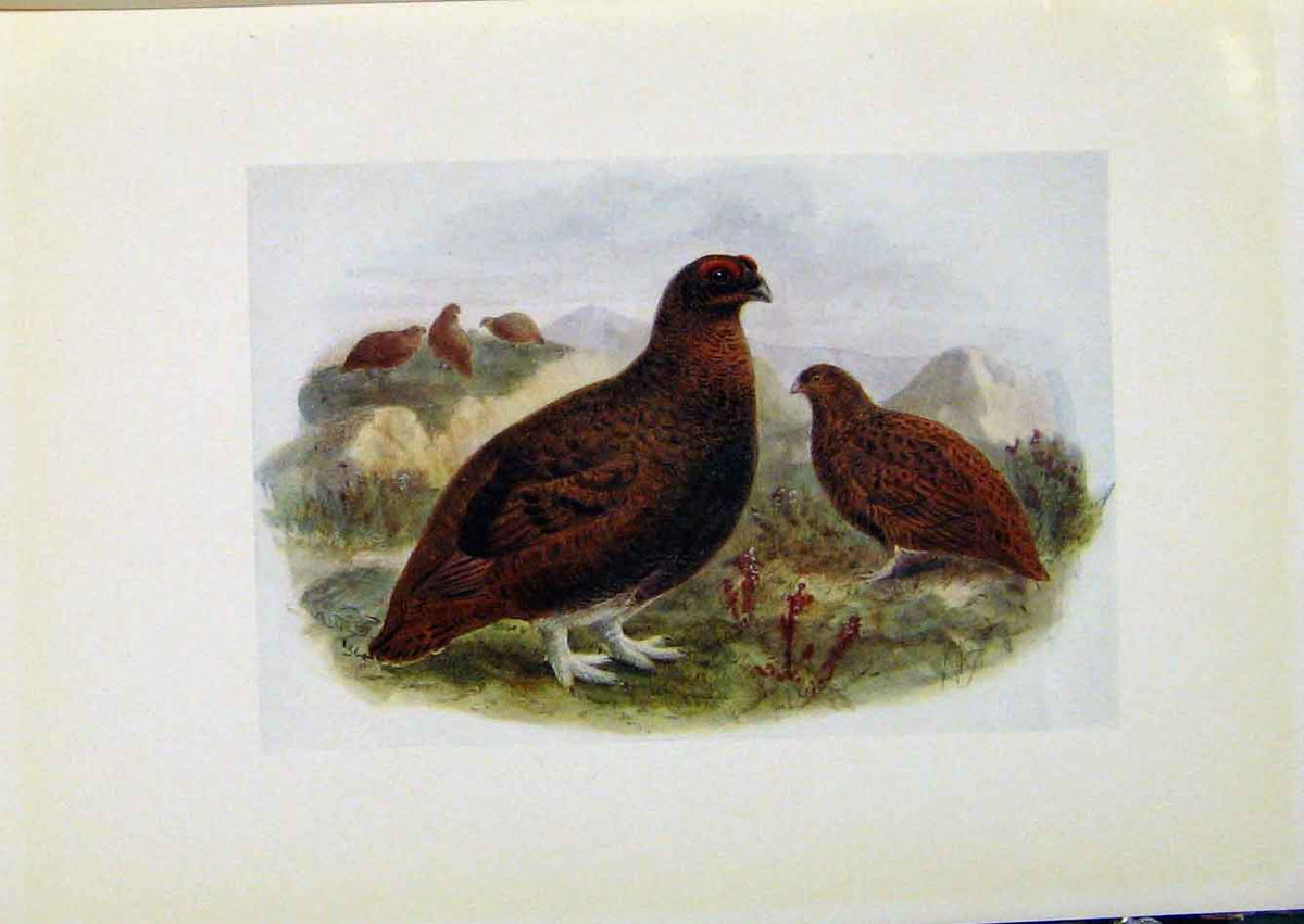 Original Old Antique Print Birds Britain By Dresser C1907 Color Water Rail Prin