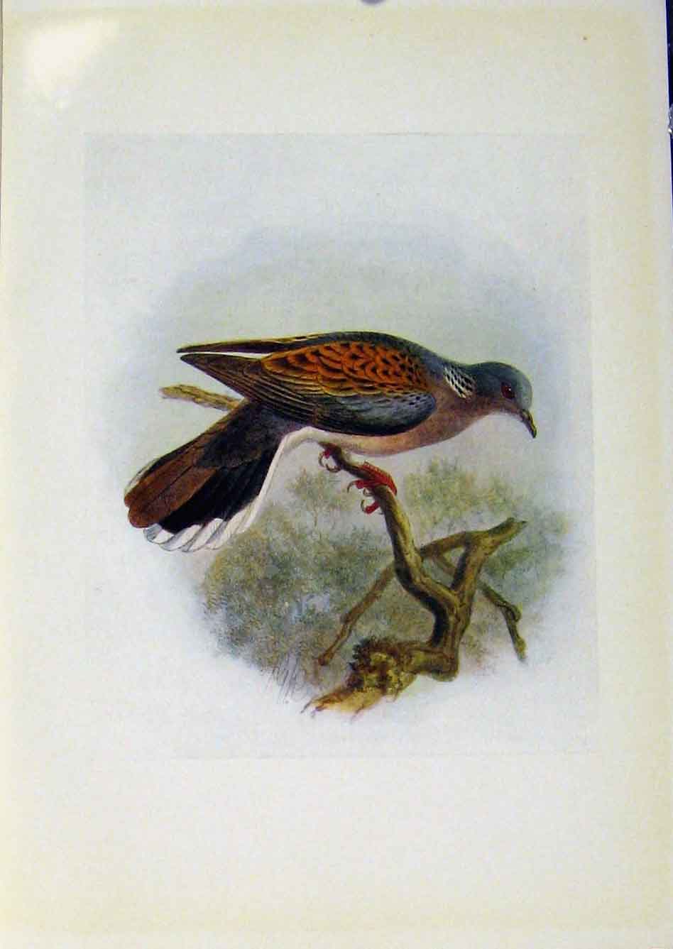 Original Old Antique Print Birds Britain By Dresser Turtle Dove Color Fine Art