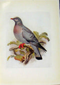 Original Old Antique Print Birds Britain By Dresser Color Stock Dove Art