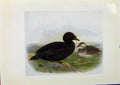 Original Old Antique Print Birds Britain By Dresser C1907 Common Scoter 20th