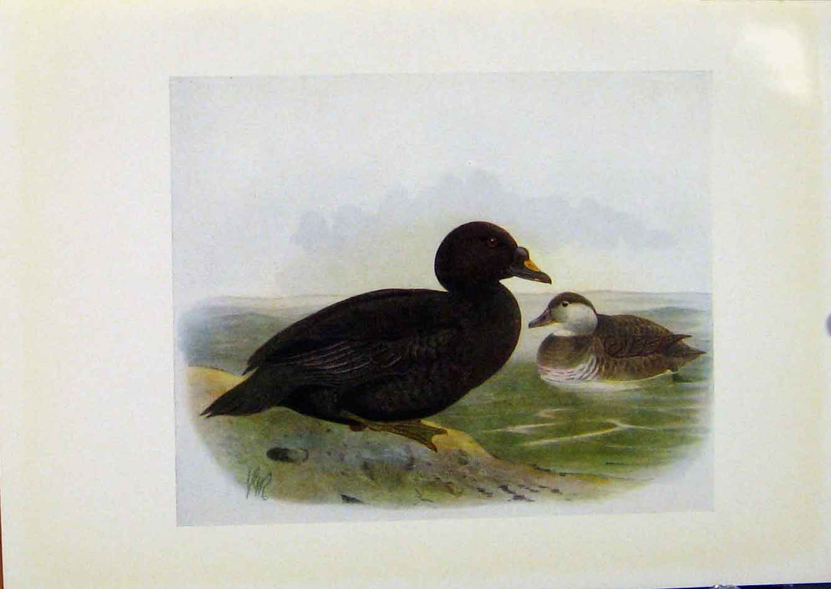 Original Old Antique Print Birds Britain By Dresser C1907 Common Scoter 20th