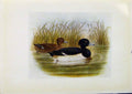 Original Old Antique Print Birds Britain By Dresser Tufted Duck Color 190 20th