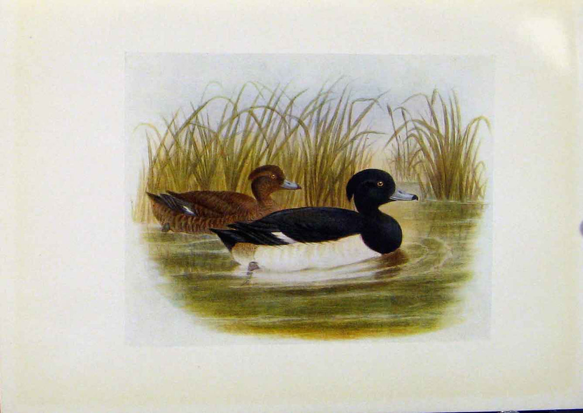 Original Old Antique Print Birds Britain By Dresser Tufted Duck Color 190 20th