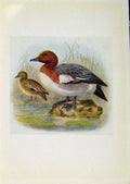 Original Old Antique Print Birds Britain By Dresser Wigeon Color C1907 20th