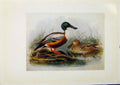 Original Old Antique Print Birds Britain By Dresser Shoveller Color C1907 20th