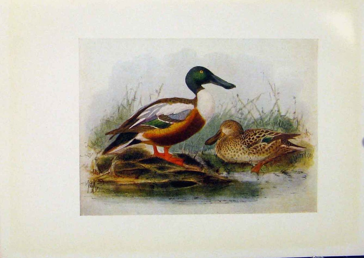 Original Old Antique Print Birds Britain By Dresser Shoveller Color C1907 20th