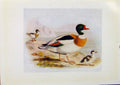 Original Old Antique Print Birds Britain By Dresser Sheld Duck Color 1907 20th