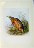 Original Old Antique Print Birds Britain By Dresser Bittern Color C1907 20th