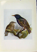 Original Old Antique Print Birds Britain By Dresser Starling Color C1907 20th