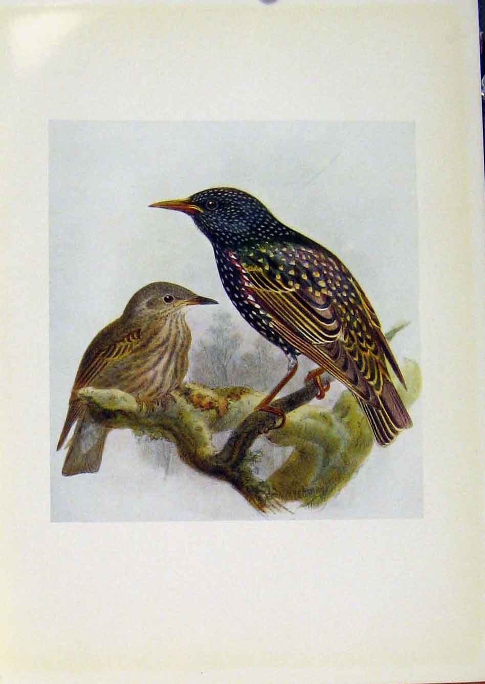 Original Old Antique Print Birds Britain By Dresser Starling Color C1907 20th