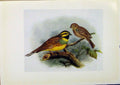 Original Old Antique Print Birds Britain By Dresser Cirl Bunting C1907 Color
