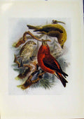 Original Old Antique Print Birds Britain By Dresser Crossbill Color C1907 20th