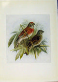 Original Old Antique Print Birds Britain By Dresser Color Linnet C1907 20th