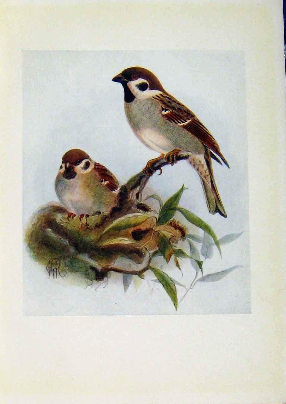 Original Old Antique Print Birds Britain By Dresser Tree Sparrow Color Art