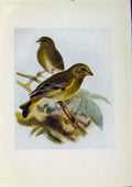 Original Old Antique Print Birds Britain By Dresser Color C1907 Greenfinc 20th