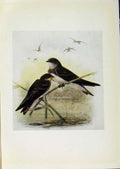 Original Old Antique Print Birds Britain By Dresser Sand Martin Color