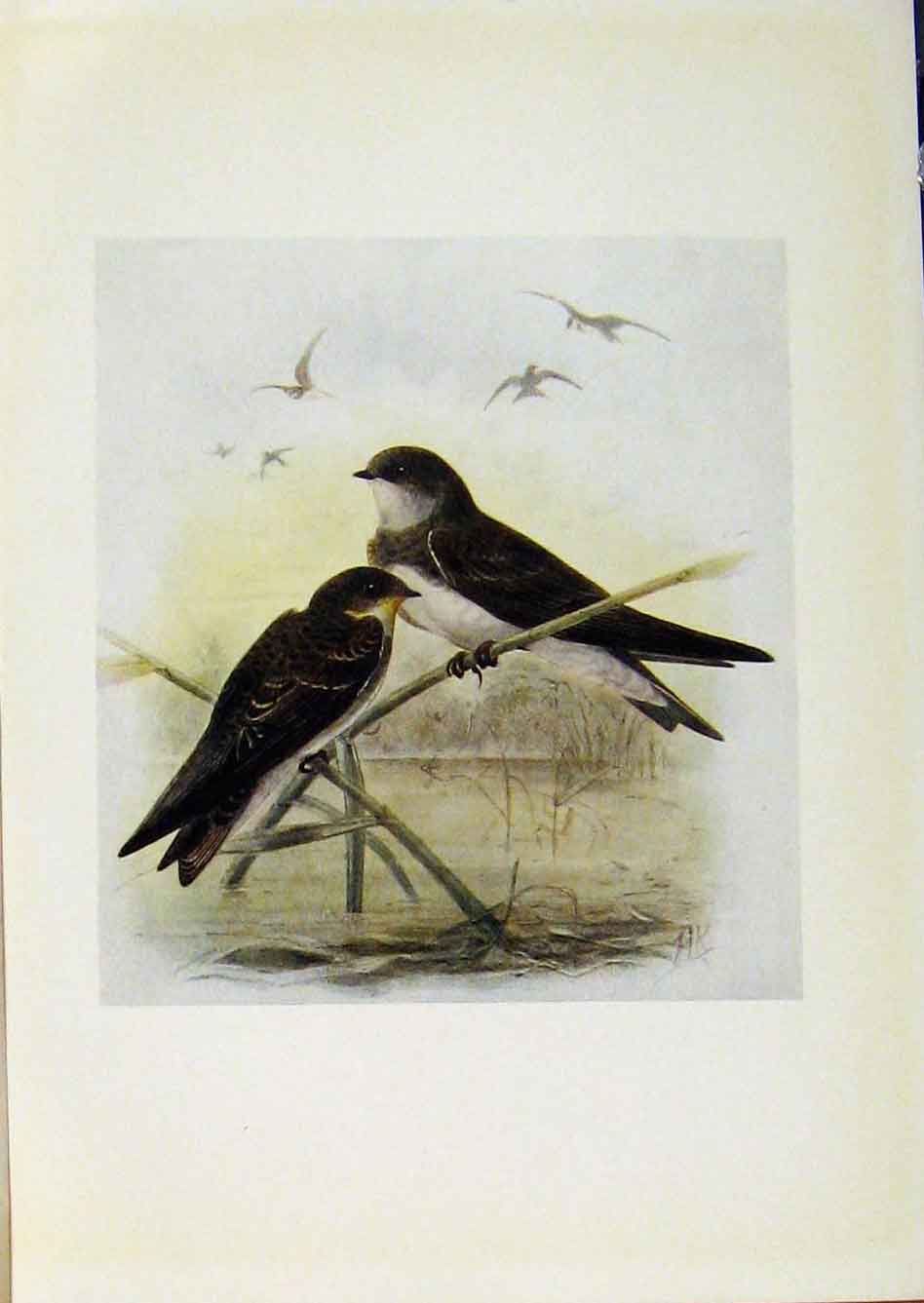 Original Old Antique Print Birds Britain By Dresser Sand Martin Color