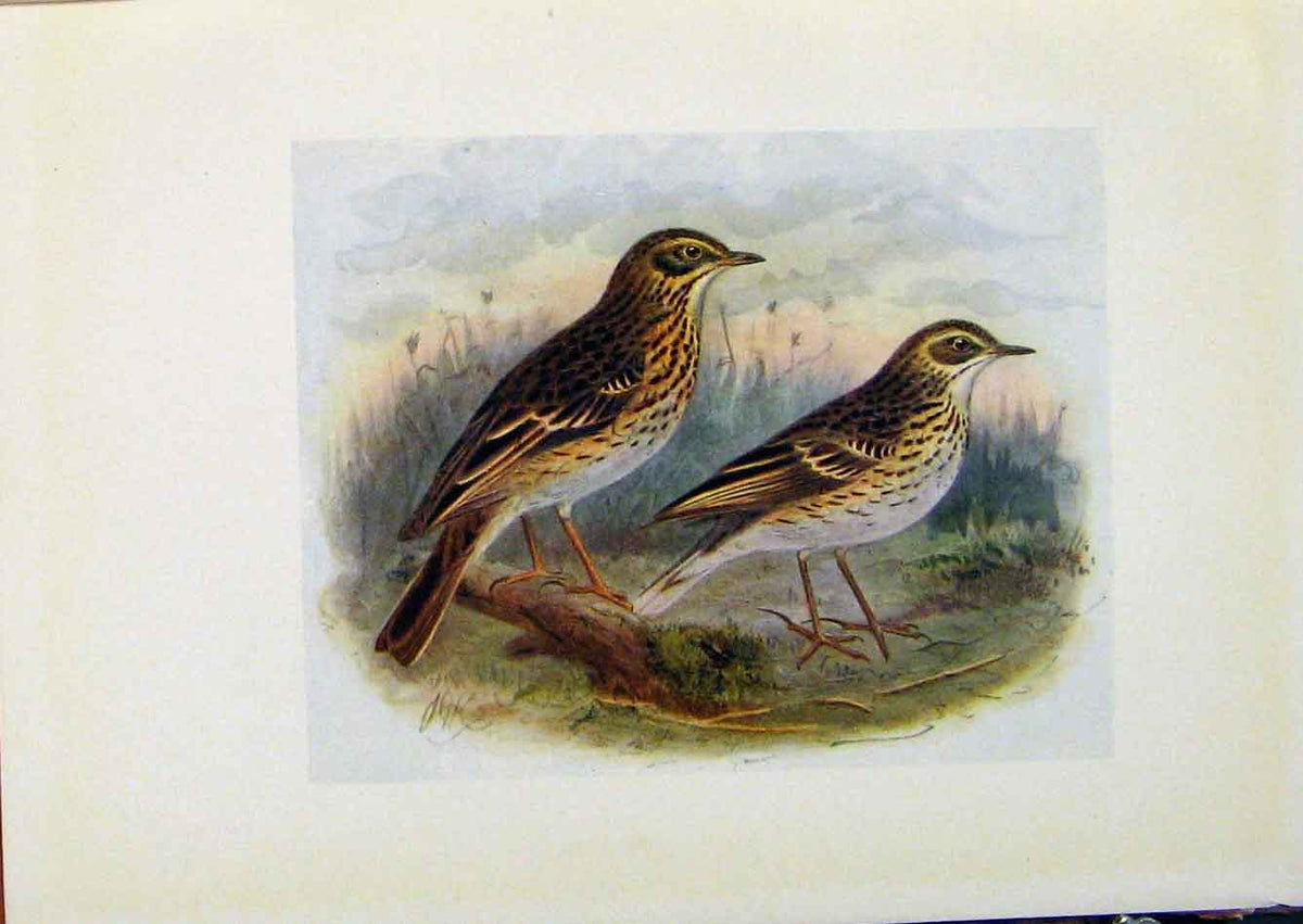 Original Old Antique Print Birds Britain By Dresser C1907 Tree Meadow Pipit Art