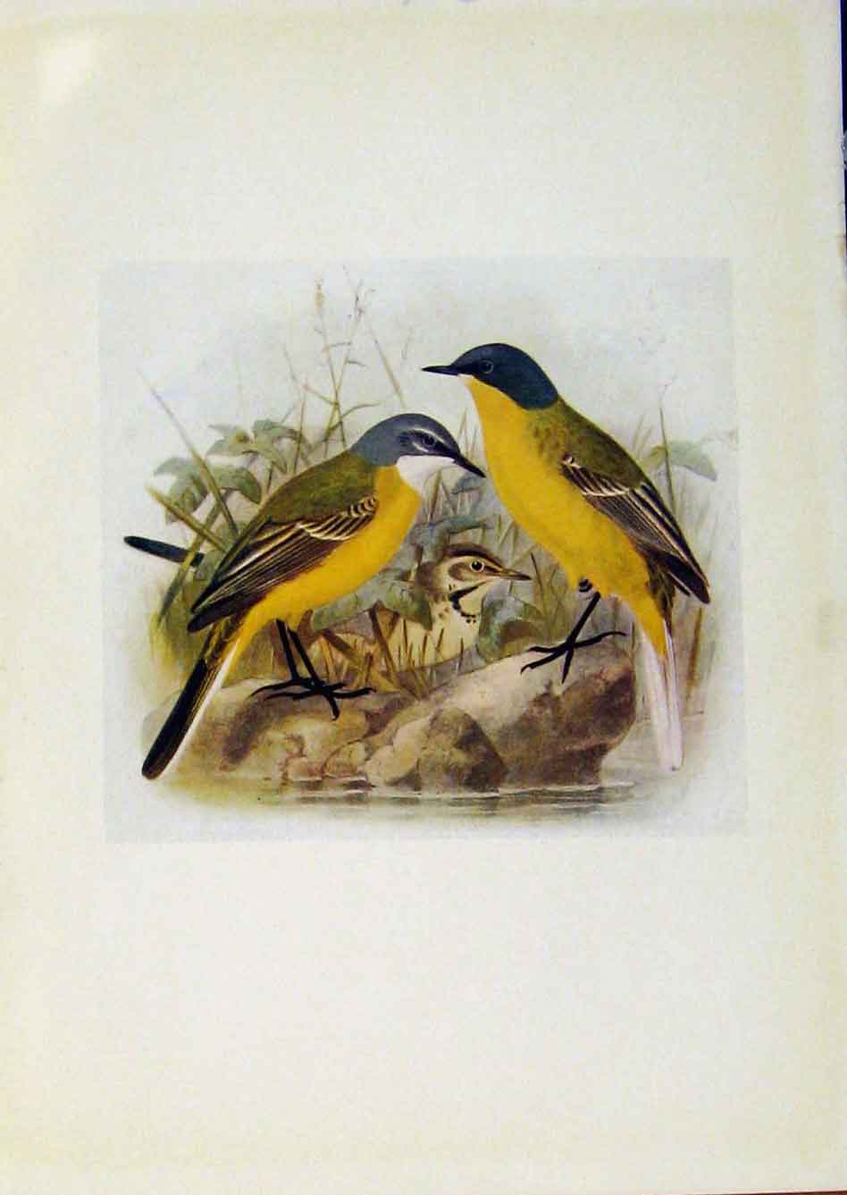 Original Old Antique Print Birds Britain By Dresser Blue Headed Wagtail