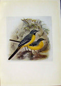 Original Old Antique Print Birds Britain By Dresser C1907 Grey Wagtail Color