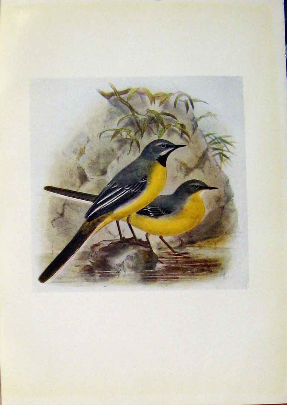 Original Old Antique Print Birds Britain By Dresser C1907 Grey Wagtail Color