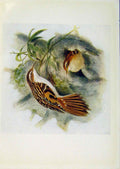 Original Old Antique Print Birds Britain By Dresser Tree Creeper Color