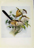 Original Old Antique Print Birds Britain By Dresser Longtailed Tit C1907 20th