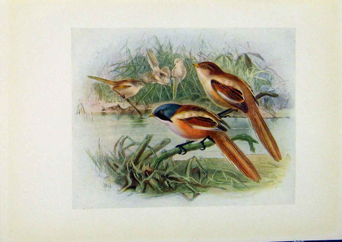 Original Old Antique Print Birds Britain By Dresser C1907 Bearded Reedling Prin