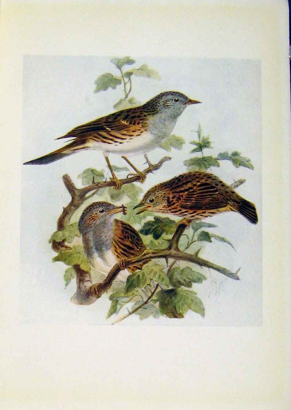 Original Old Antique Print Birds Britain By Dresser 1907 Hedge Accentor Sparrow