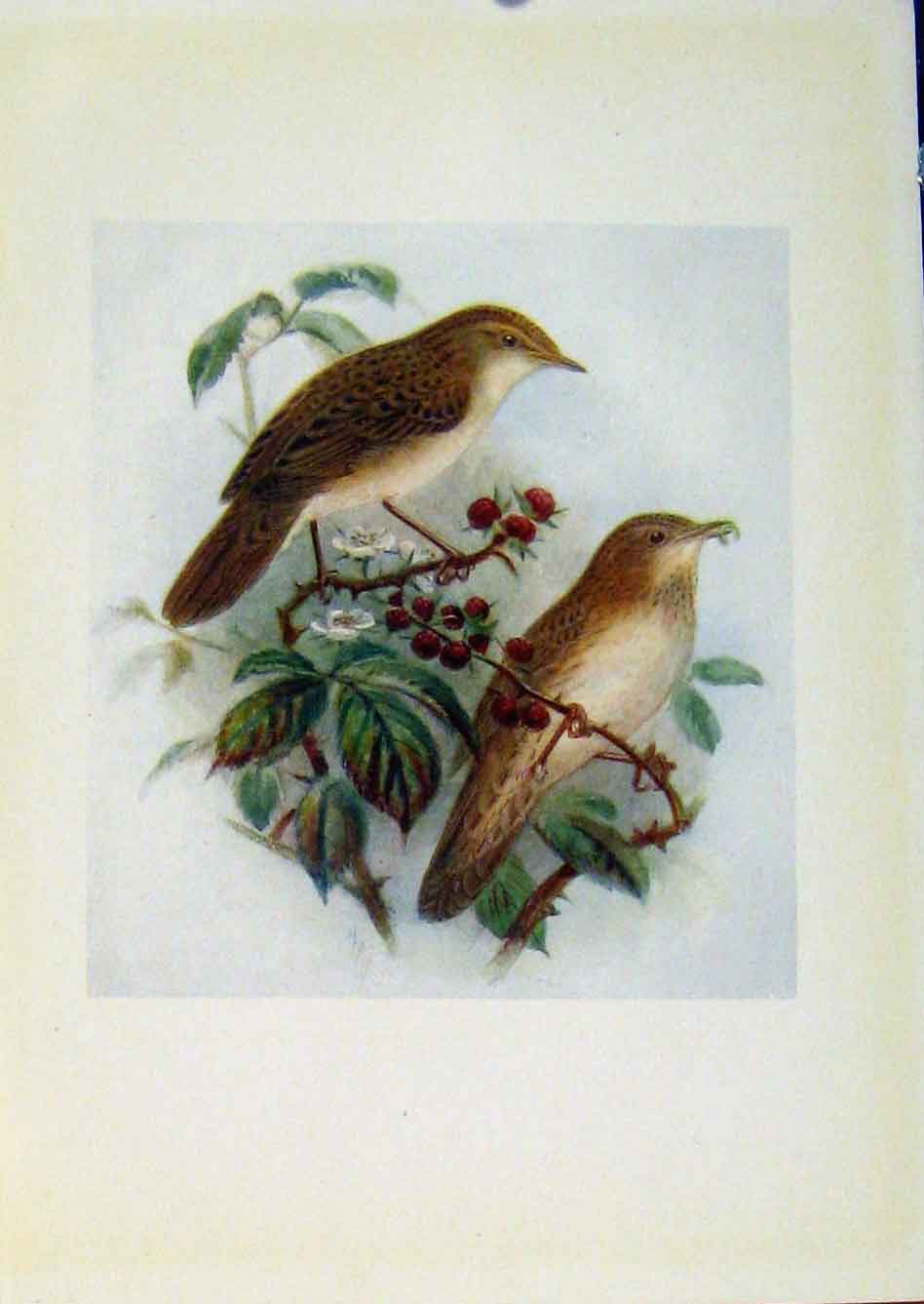 Original Old Antique Print Birds Britain By Dresser Grasshopper Warbler
