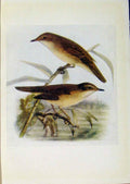 Original Old Antique Print Birds Britain By Dresser Reed Warbler Marsh Warbler
