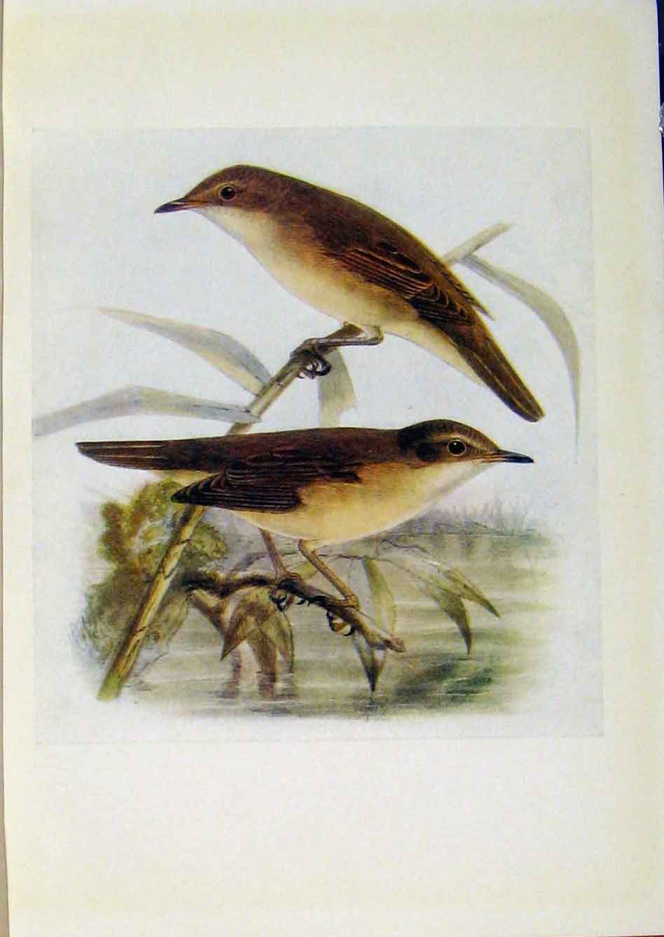 Original Old Antique Print Birds Britain By Dresser Reed Warbler Marsh Warbler