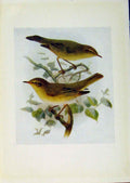 Original Old Antique Print Birds Britain By Dresser Chiffchaff Willow Wren