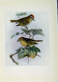 Original Old Antique Print Birds Britain By Dresser Fire Gen Crested Wren