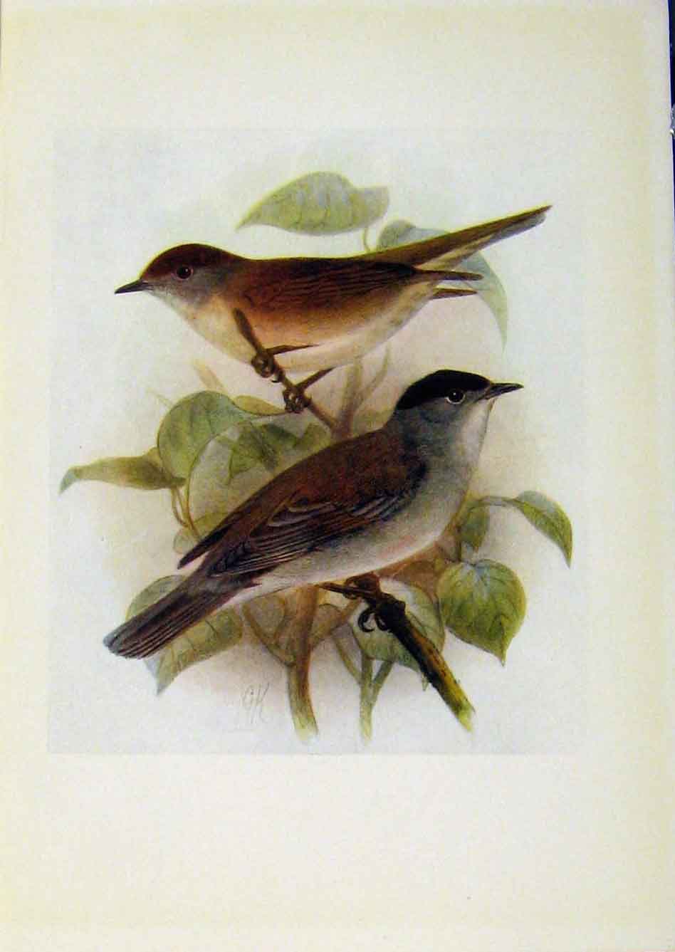 Original Old Antique Print Birds Britain By Dresser Color Blackcap C1907 20th