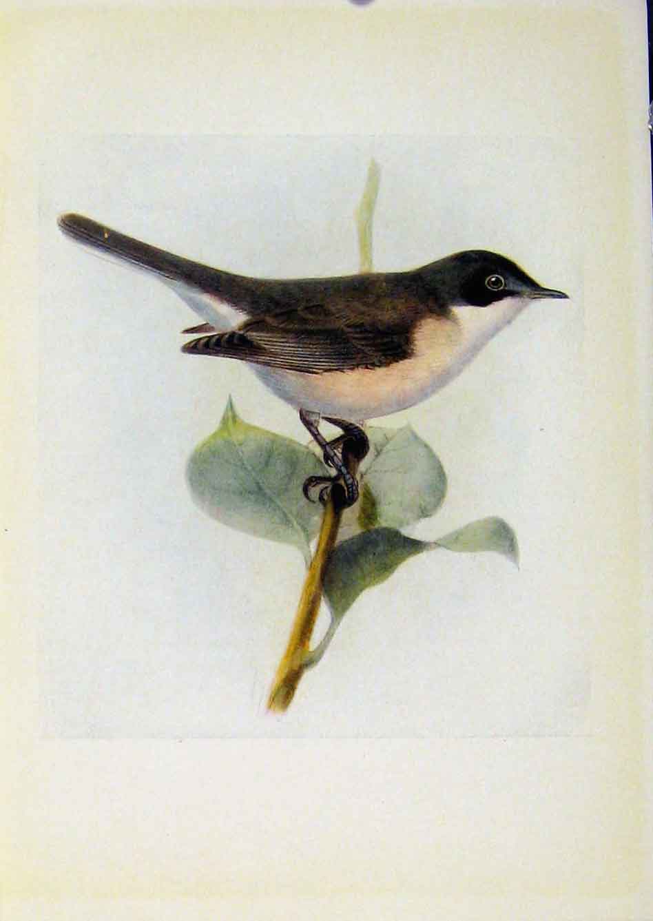 Original Old Antique Print Birds Britain By Dresser Color Lesser Whitethroat
