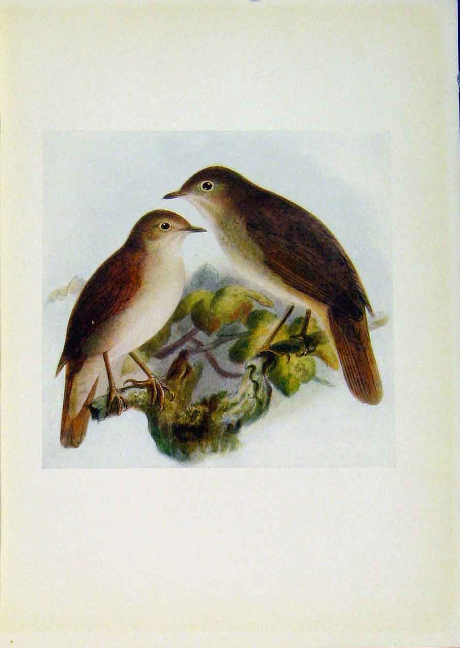 Original Old Antique Print Birds Britain By Dresser Color Fine Art Nightingale