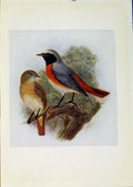 Original Old Antique Print Birds Britain By Dresser Redstart Color C1907 20th