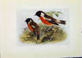 Original Old Antique Print Birds Britain By Dresser Stonechat C1907 Color 20th
