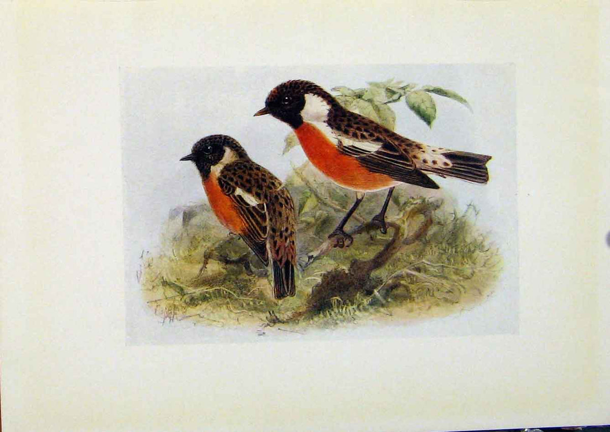 Original Old Antique Print Birds Britain By Dresser Stonechat C1907 Color 20th
